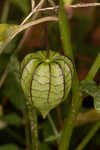 Cutleaf groundcherry